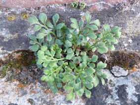 Asplenium ruta-muraria